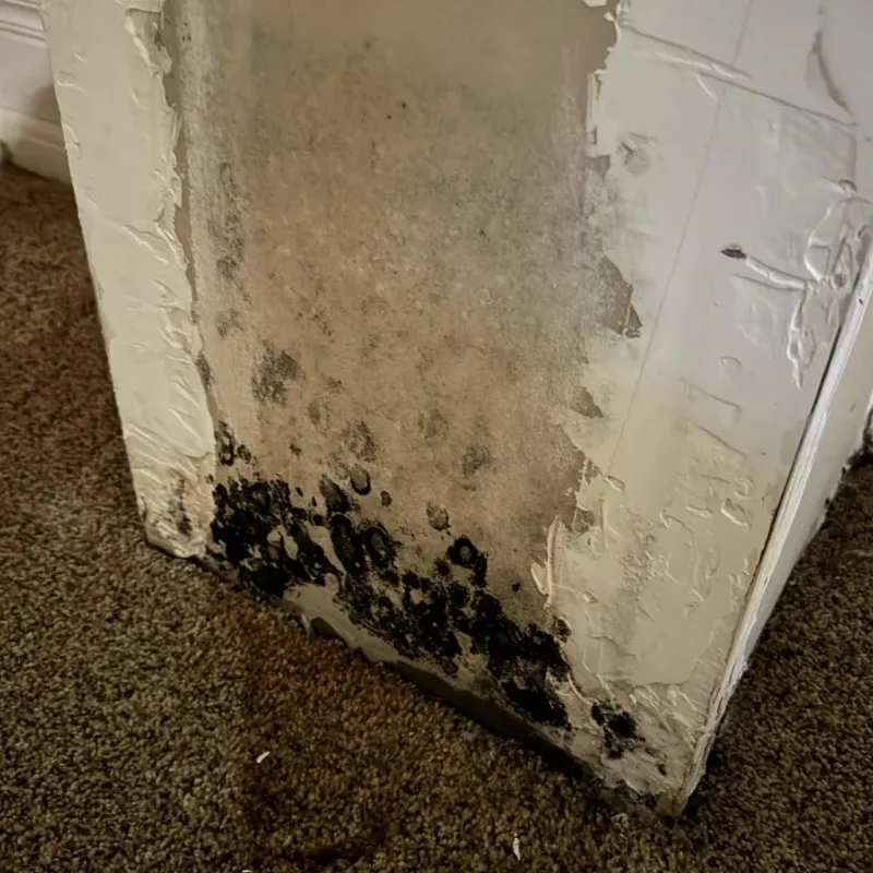 Professional Mold Removal in Carnesville, GA